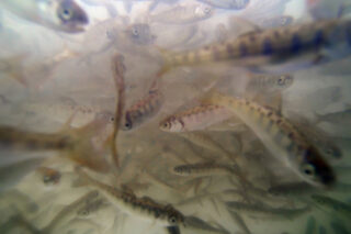 photo - JRC Knaggs Ranch Salmon