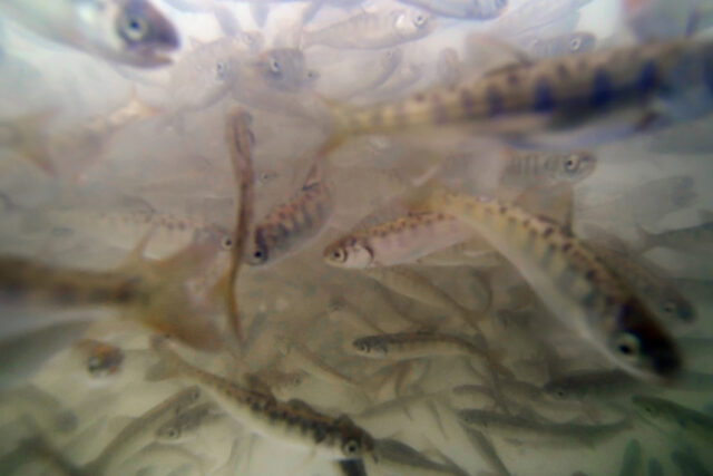 photo - JRC Knaggs Ranch Salmon