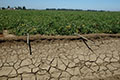 Ground View Showing Drought Conditions In Agriculture Field. Shot 7/7/09.