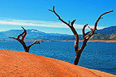Dead Trees On The Shoreline Of Drought Stricken Lake Isabella