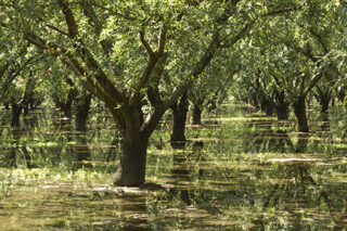Almond Orchard Relecting In Irrigation Water