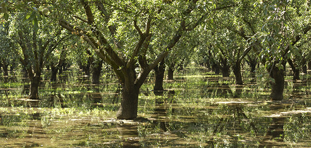 Almond Orchard Relecting In Irrigation Water