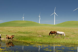 Power Generating Windmills With Livestock