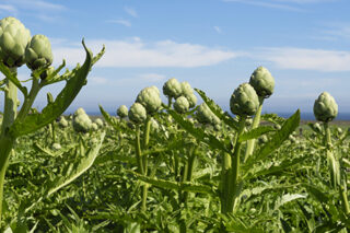 ArtichokeField