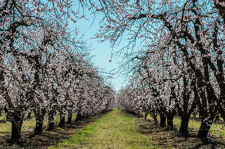 CherryOrchard