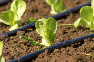 CropDripIrrigation