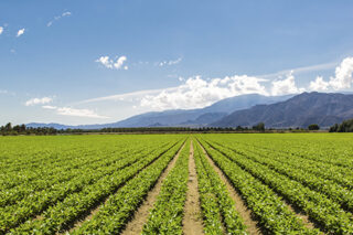 CropsCalifornia