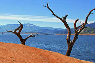 Dead Trees On The Shoreline Of Drought Stricken Lake Isabella