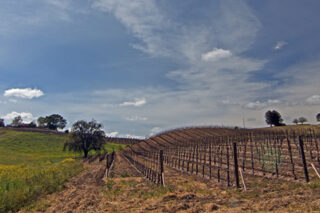 Paso Robles Wine Country Scenery