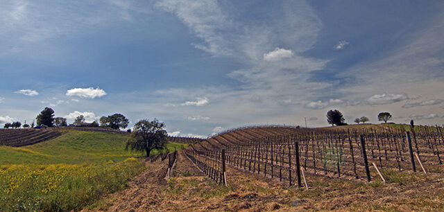 Paso Robles Wine Country Scenery