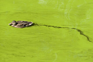 Bright Green Lake Filled With Algae And A Floating Duck