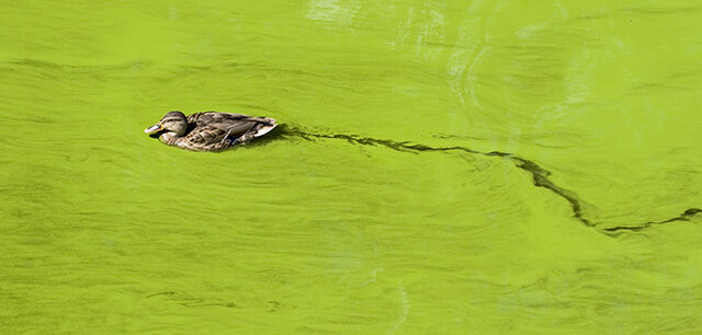 Bright Green Lake Filled With Algae And A Floating Duck