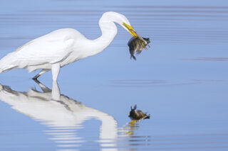 Great Egret With Huge Meal