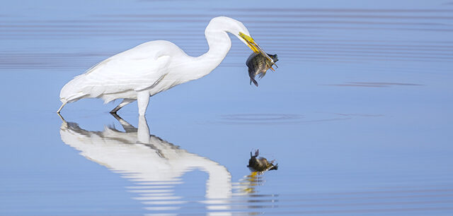 Great Egret With Huge Meal