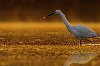 Little Egret