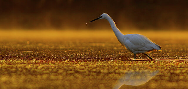 Little Egret