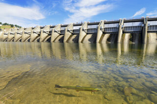 Drought Threatens Fish 2