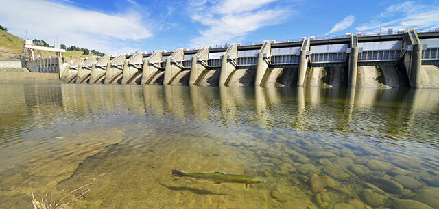 Drought Threatens Fish 2