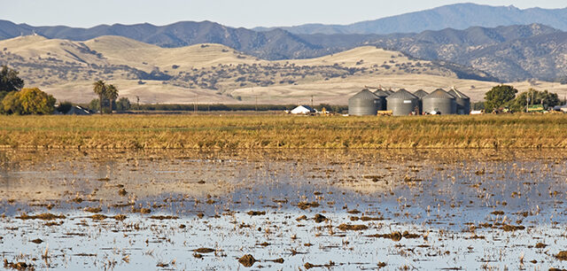 Harvested Rice Paddy And Silos In Northern California