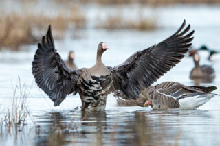 GeeseSacramentoWildlifeRefuge