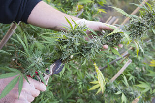 Harvesting Marijuana By Hand