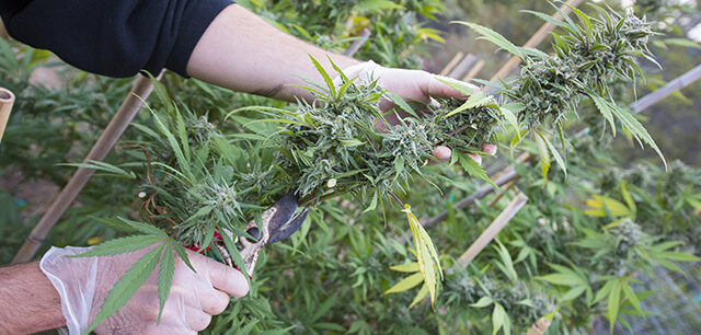 Harvesting Marijuana By Hand