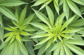 I MarijuanaLegalizationI