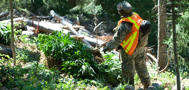 MarijuanaCropParkRanger