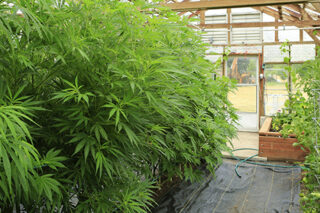 Marijuana ( Cannabis), Hemp Plant Growing Inside Of The Green Ho