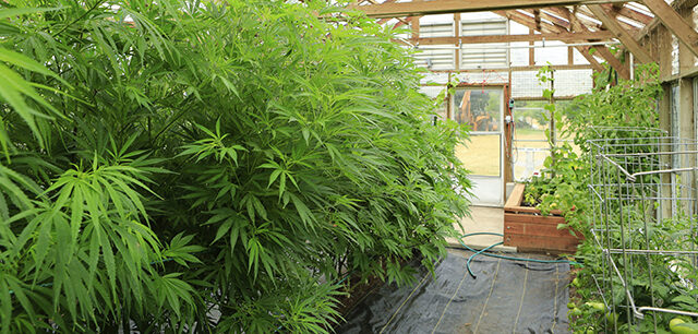 Marijuana ( Cannabis), Hemp Plant Growing Inside Of The Green Ho