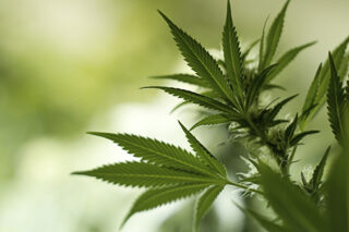 MarijuanaLeavesCloseUp