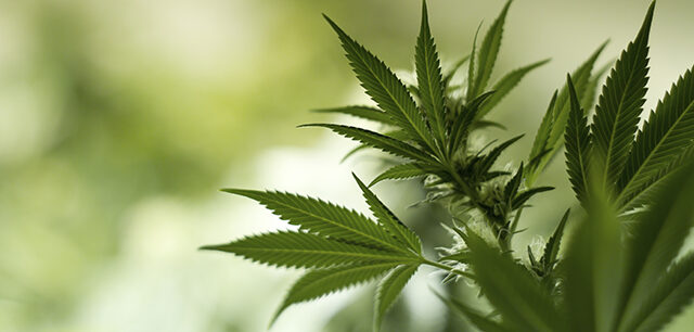 MarijuanaLeavesCloseUp