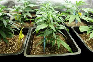 Several Pots Of Marijuana Growing