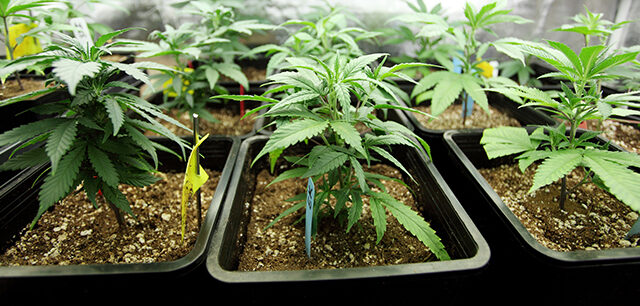 Several Pots Of Marijuana Growing