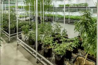 Marijuana Grow House