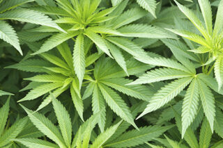 Marijuana Leaves