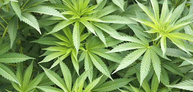 Marijuana Leaves