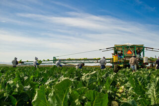 Various Crops Grown In Monterey County.