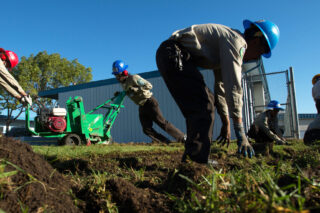 ReplacingLawn
