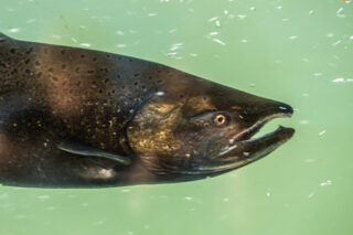 SalmonFishHatchery