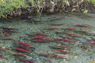 Salmon, Lake Tahoe