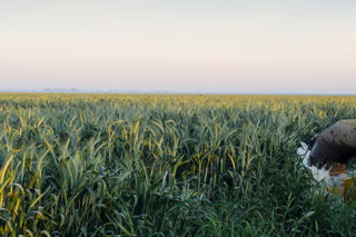 Wheat Fields Recieve Water In Southern San Joaquin Valley.
