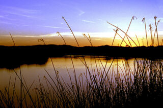 SuisunWetlands
