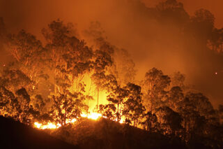 WildfireForest