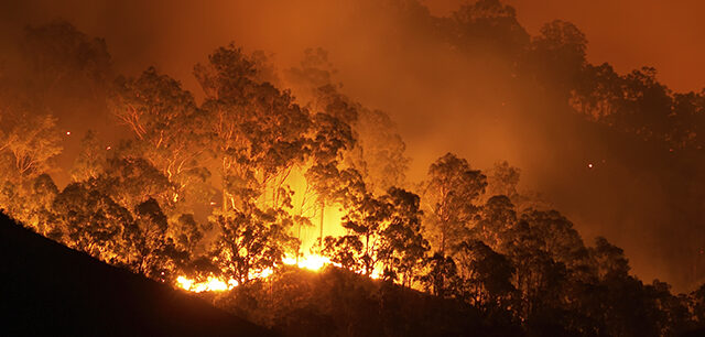 WildfireForest
