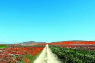 Brochure Landscape