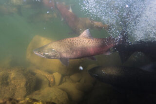 Salmonunderwater