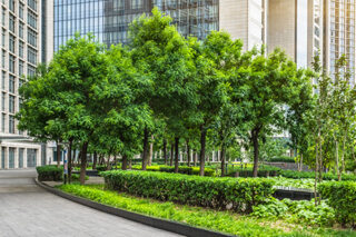 Park And Modern Buildings In City
