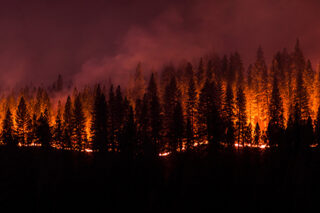 Forest Fire Panorama