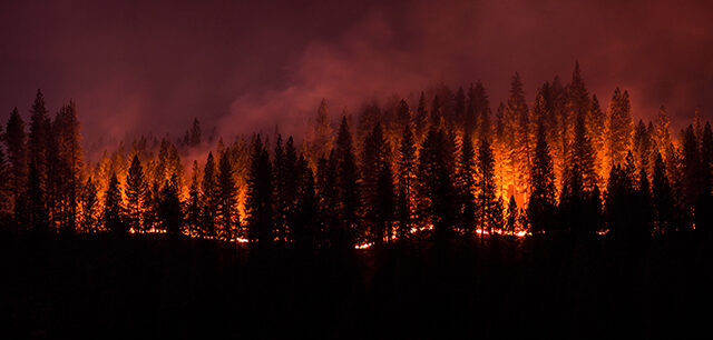 Forest Fire Panorama